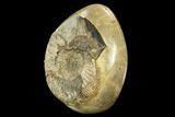 Ammonite In Septarian Nodule - Madagascar #124161-3